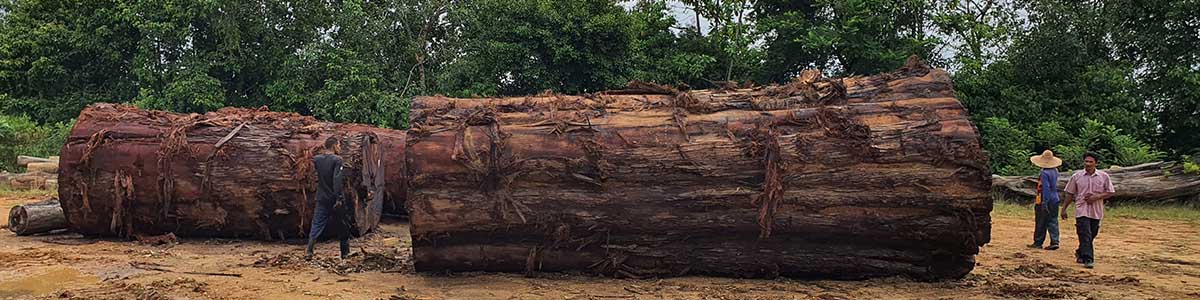 LARGE CHENGAL LOG